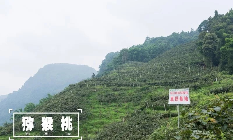 【四川雅安馆】名山区月亮湖有机红心猕猴桃（60-75g）2.1斤15枚普通礼盒