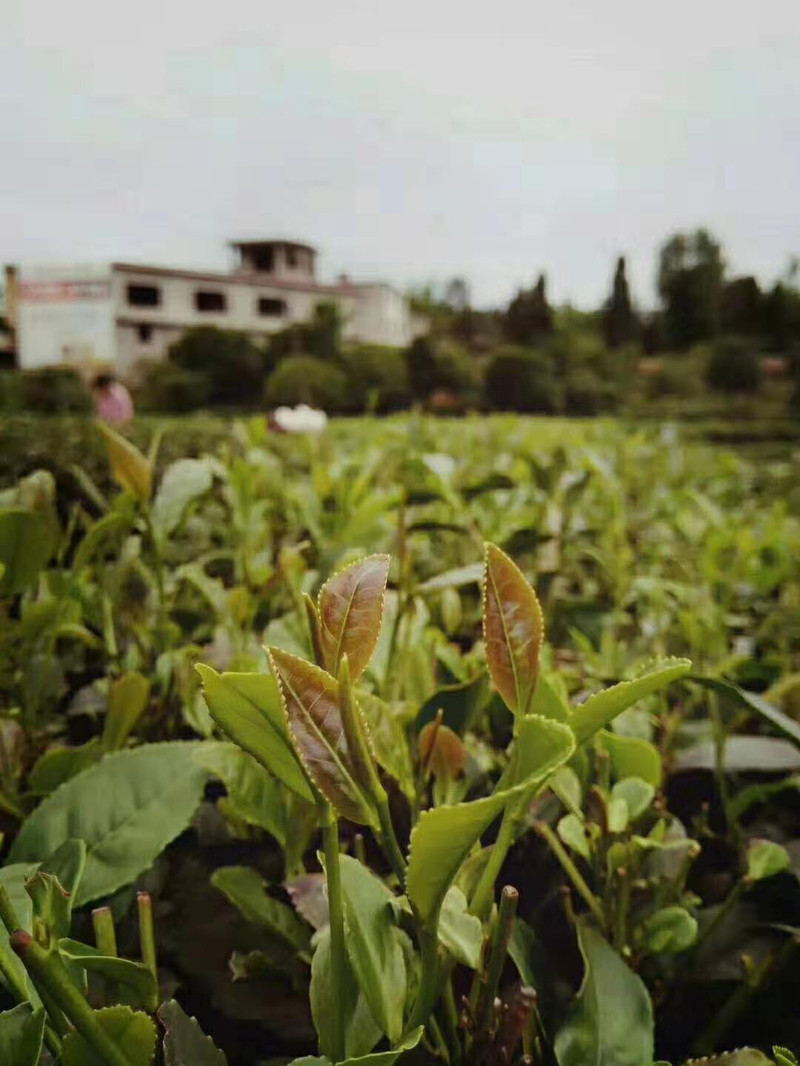 老树茶 四川雅安蒙顶毛峰 2019绿茶 蒙顶山茶250克 39.9元