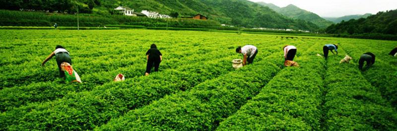 【房县馆】湖北十堰山水房陵三味龙须绞 股蓝茶