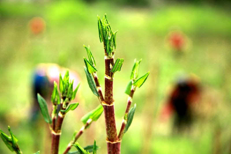 【 房县馆】三颗鑫黄芽杆 虎 杖400gX2包 泡菜下饭菜配菜房县特产 蔬菜