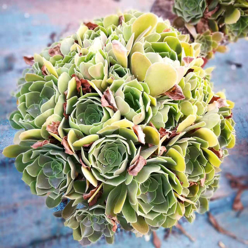 农家自产 宿迁多肉植物 绿羊绒香馥法师大号手捧花 景天科莲花掌属 58.8元