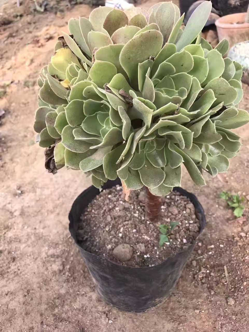 农家自产 宿迁多肉植物 绿羊绒香馥法师大号手捧花 景天科莲花掌属 58.8元