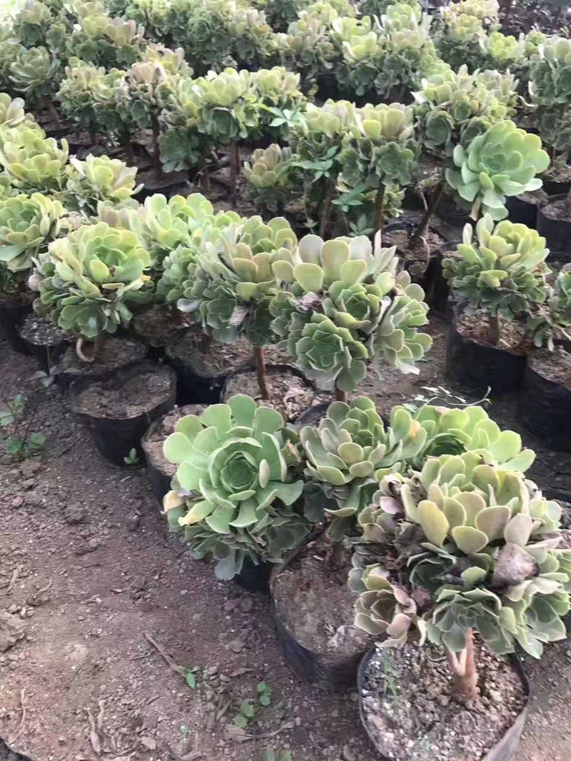 农家自产 宿迁多肉植物 绿羊绒香馥法师大号手捧花 景天科莲花掌属 58.8元