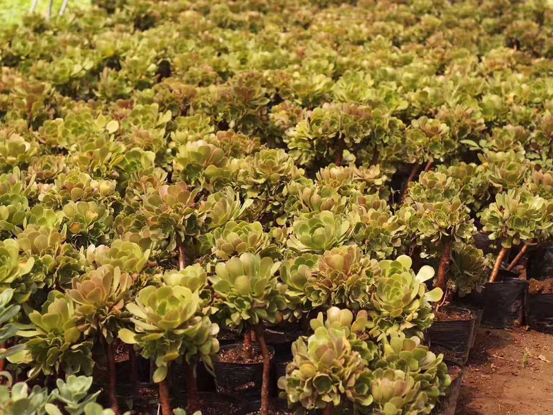 农家自产 宿迁多肉植物 绿羊绒香馥法师大号手捧花 景天科莲花掌属 58.8元