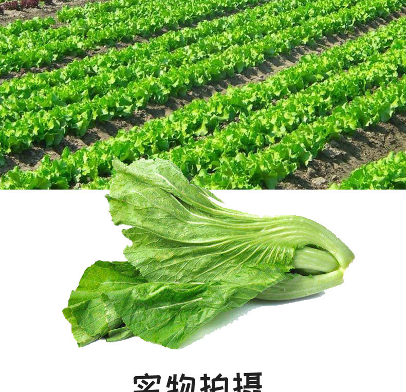 【2瓶】简盛香港橄榄菜450g*2瓶   早餐搭配健康 营养 广东潮州特产 包邮