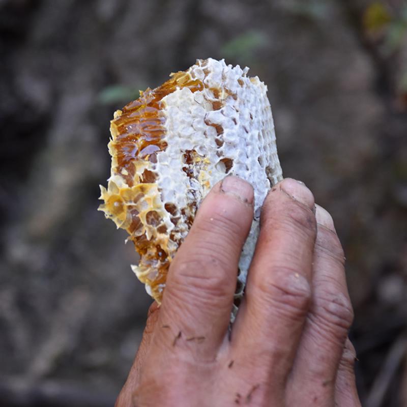 阿寿哥 溯源蜂蜜采自深山树林里  500g/瓶
