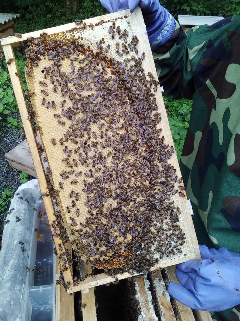 荣昌特产 佑绿蜂业  Honemiiel   中蜂蜂蜜500g