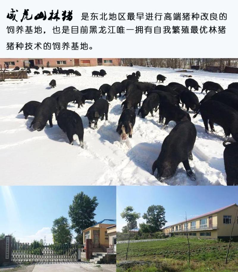 威虎山林猪 黑猪前腿肉 500克 赠送黑土地非转基因高浆黄豆400克