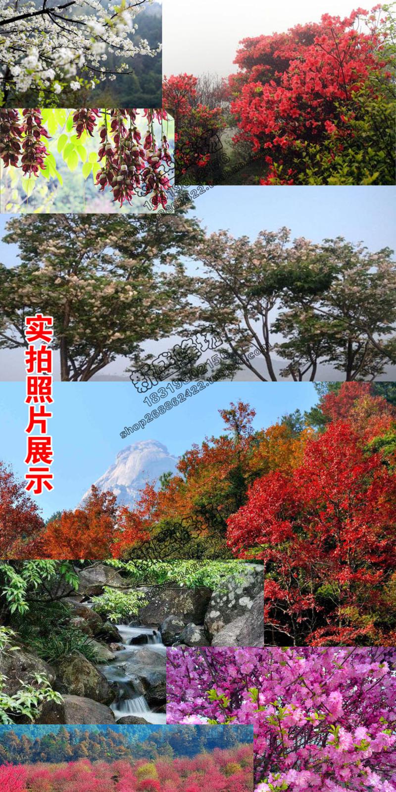 【新丰馆】农家自产纯正天然成熟蜜自产高山桂圆土蜂蜜350g龙眼蜜