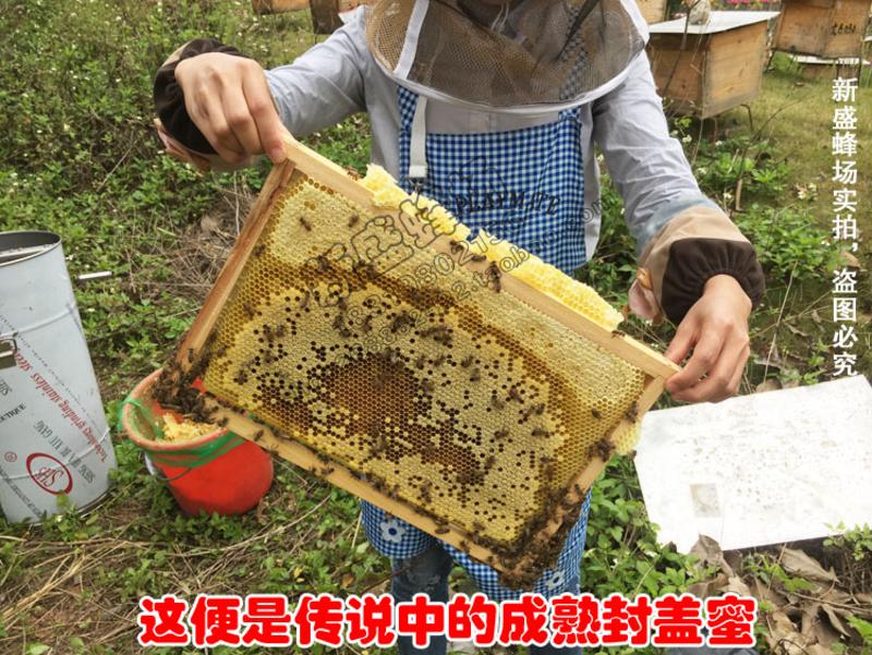 【新丰馆】农家自产高品质成熟蜜封盖蜜自产高山土蜂蜜250g荔枝蜜