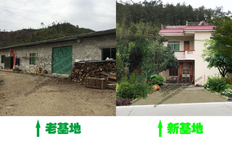 【新丰馆】农家自产纯正天然成熟蜜自产高山桂圆土蜂蜜350g龙眼蜜