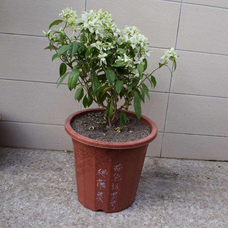 TENG YUE 1302-1植物防寒防水保护套保暖袋抗风树木植物无纺布抽绳罩定制订做