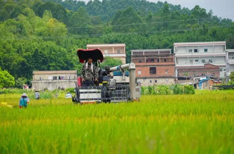 江门恩平馆 沙湖穗丰象牙香粘 丝苗米20斤包邮