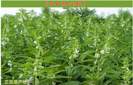 山东曲阜孔府特产纯手工黑芝麻板 250g 包邮 买二送一