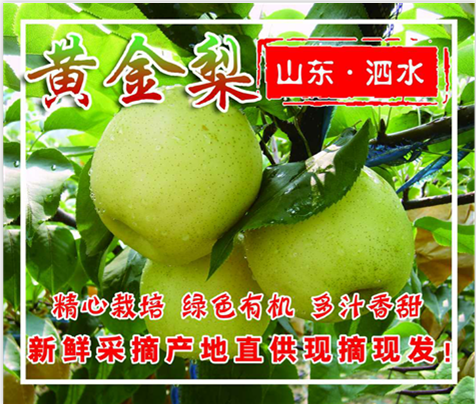 【济宁馆】 泗水圣天香黄金梨 两只精装约3斤 特惠 超大、超好吃的梨 包邮