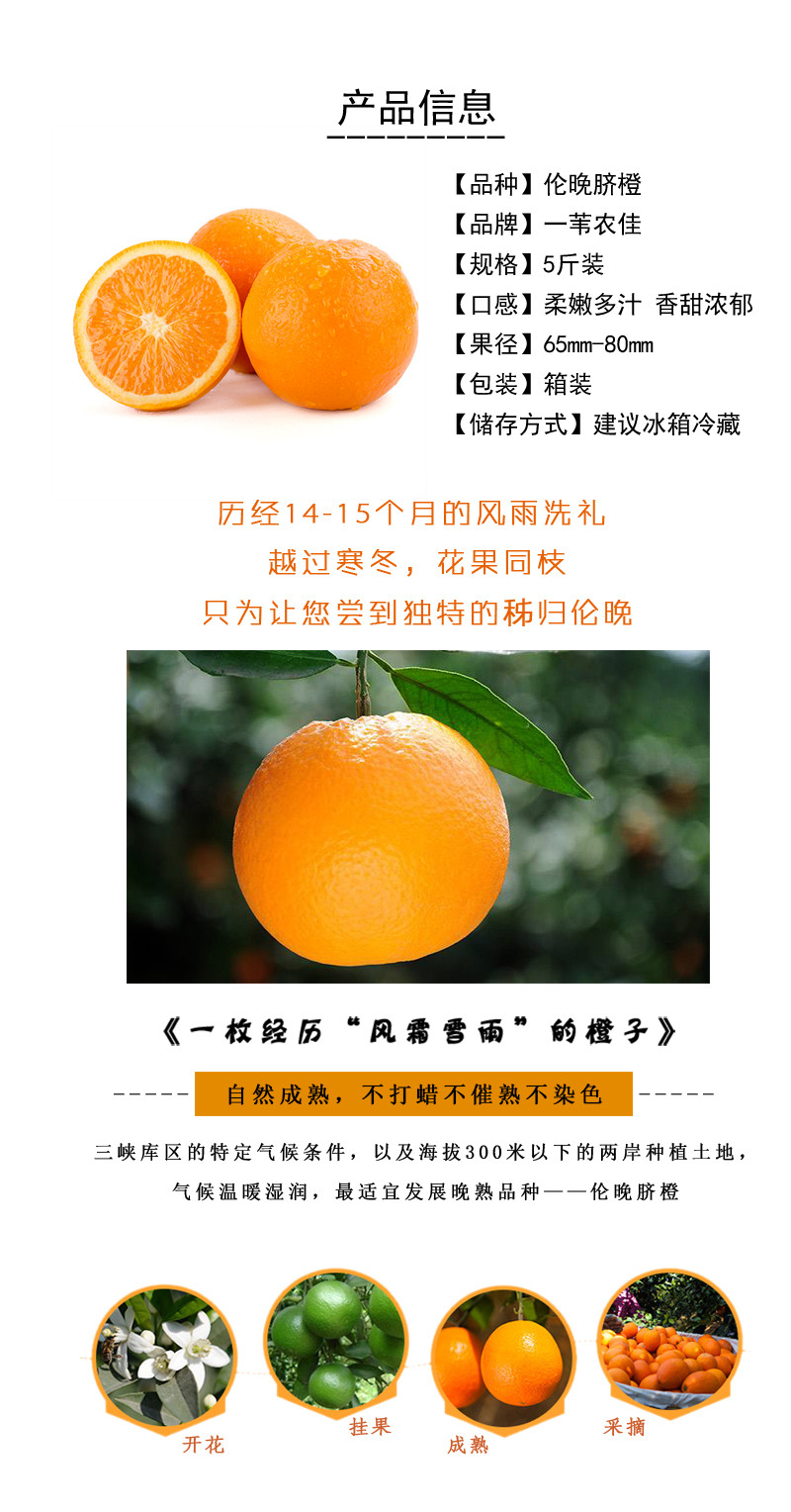 春季甜橙 三峡特产 伦晚脐橙 3斤装（玲珑果55-65）