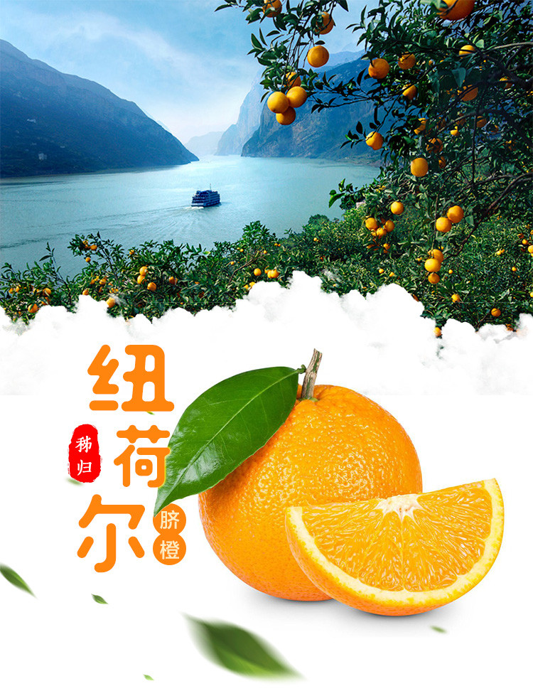 一苇农佳 秭归橙子9斤净重彩箱（70+大果）