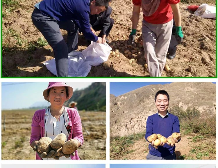 【邮乐 临夏馆】东乡“奋豆”洋芋5斤包邮，十年九旱就是这么好吃！（部分地区不发货）