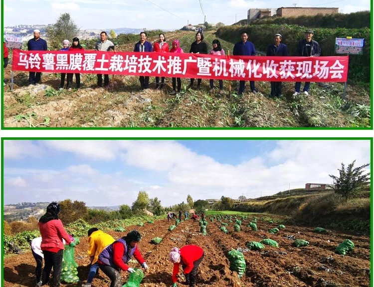 【邮乐 临夏馆】东乡“奋豆”洋芋5斤包邮，十年九旱就是这么好吃！（部分地区不发货）