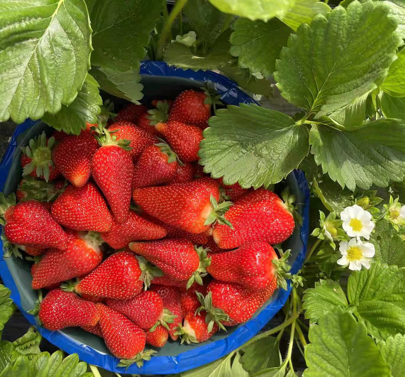 农家自产 刘家峡夏季爱莎草莓