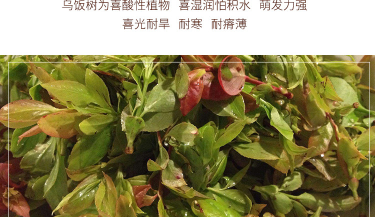 [无锡馆]宜兴乌米饭 250g*2 包邮（配送范围：江浙沪）