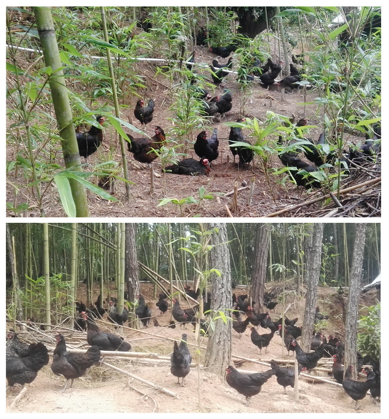 厦门馆 颂蛋蛋 田园土鸡蛋 10个/盒 包邮！