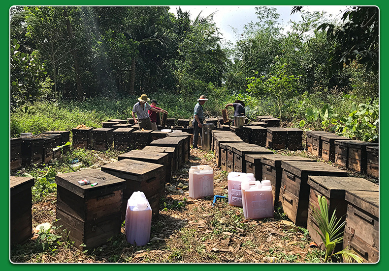 液态土蜂蜜 500g蜂蜜 原生瓶装农家土蜂蜜现货SDF