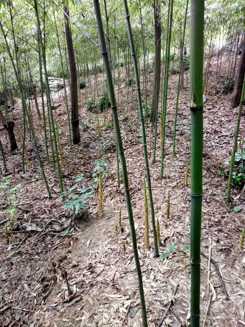 四川乐山特产 沐川甩菜 沐绿“别笋我”竹笋 下饭菜 休闲零食 泡椒笋片100g*20袋 四川包邮