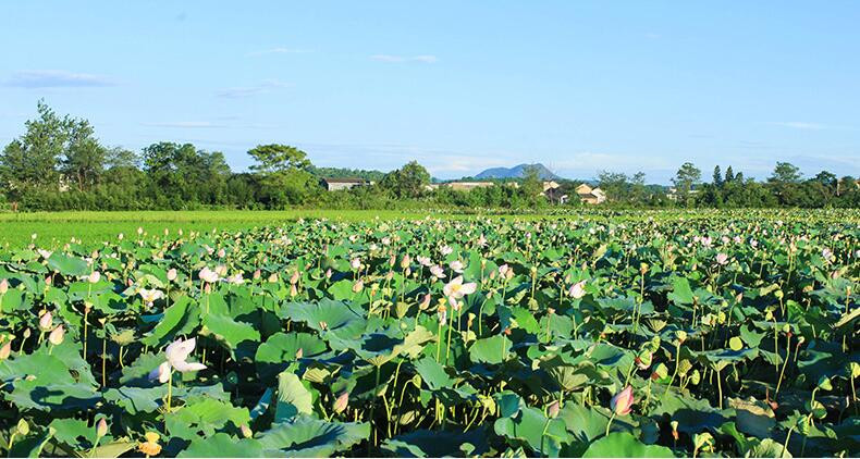 【919湖南】岳阳县巴陵馆湘水农业圆粒红莲108g