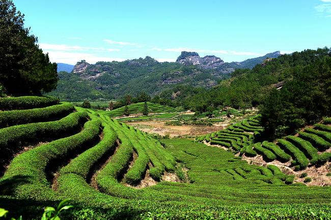 [邮乐建阳馆】《盏韵茶香》—当壹盏茶遇上国家名片，让世界爱上中国盏、中国茶！