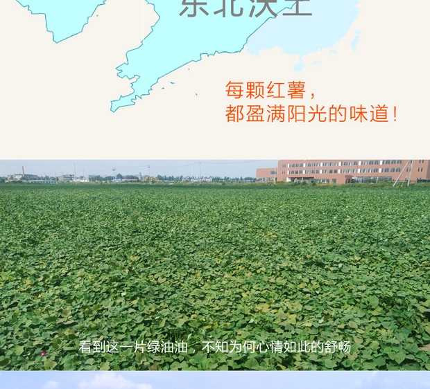 邮政农品 【阜新馆】919爆款 彰武沙地稀壤蜜薯 ~~东北红薯中果5斤/箱  包邮