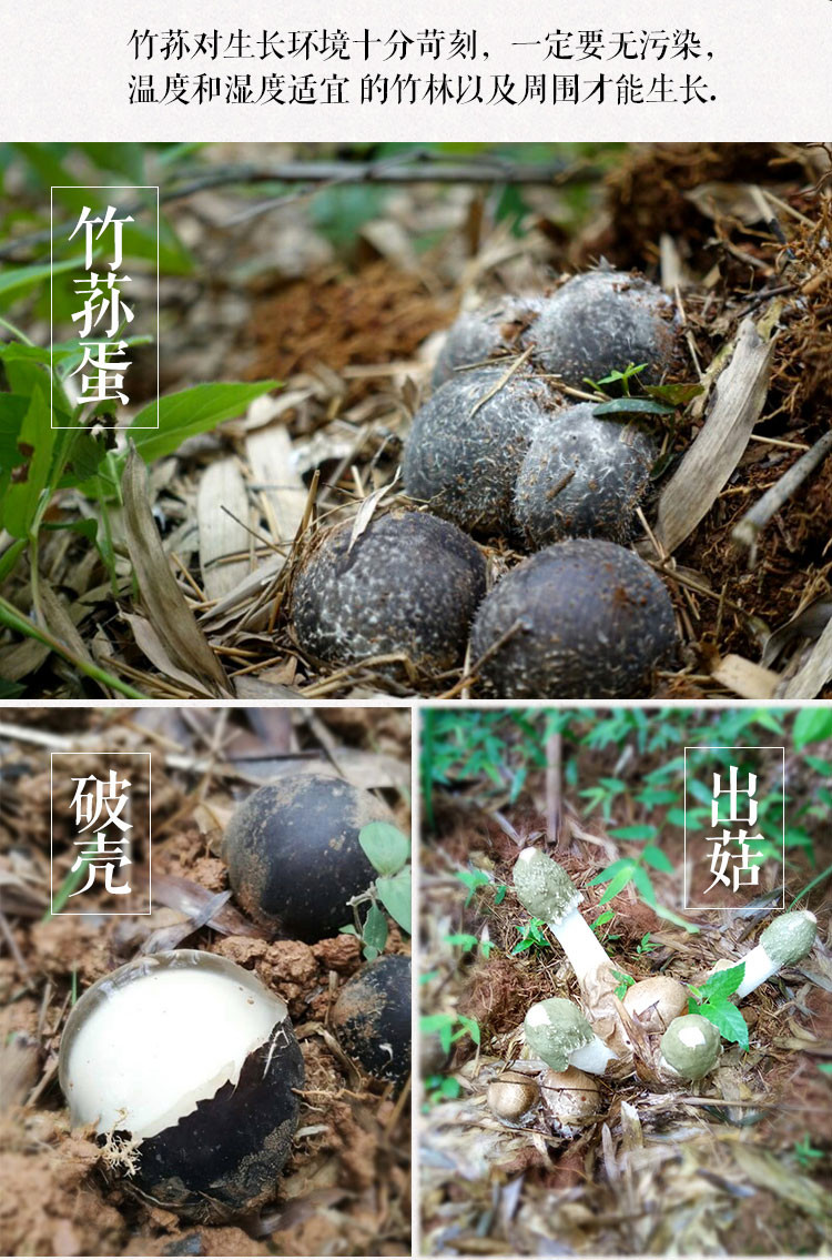 【919湖南+精准扶贫】25g蔡伦竹海精装竹荪  湖南耒阳