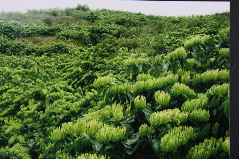 【邵阳隆回 神洲】朱三宝 银罐散装一级精选针银花茶 60G灌装*1罐