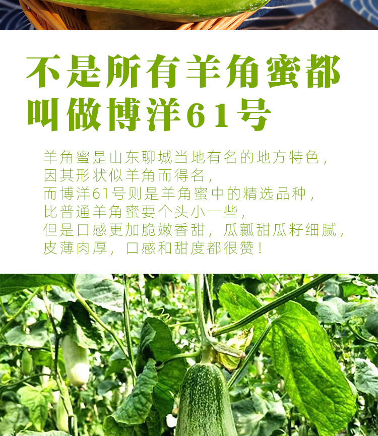 聊城馆山东莘县羊角蜜甜瓜带箱5斤博洋61羊角蜜甜瓜新鲜水果当季香瓜