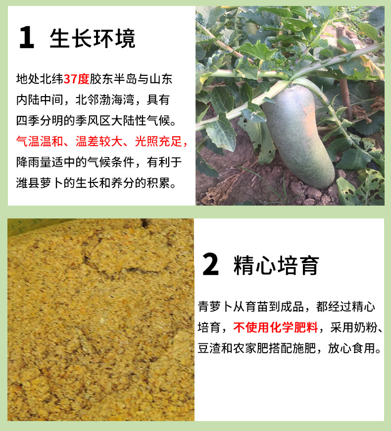 【威海馆】郝家记 潍坊水果萝卜山东特产 青萝卜新鲜蔬菜 精品装 5斤装