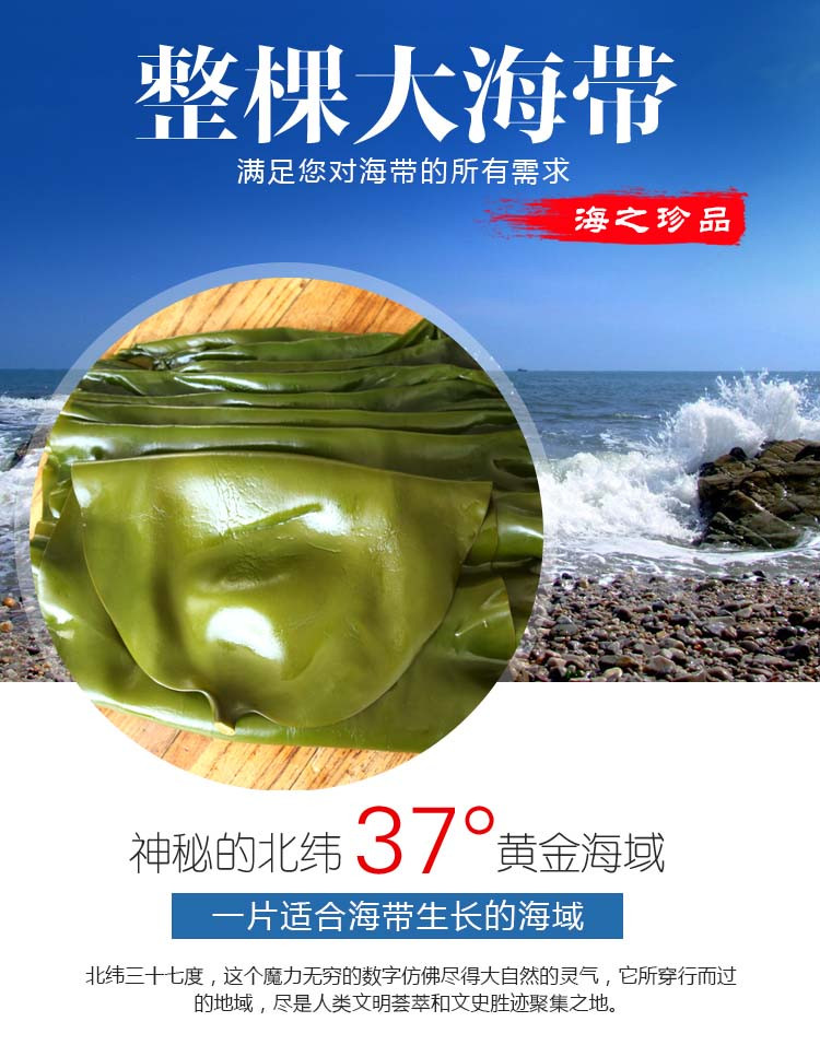 【威海馆】盐渍整颗大海带2500g（偏远地区不包邮）