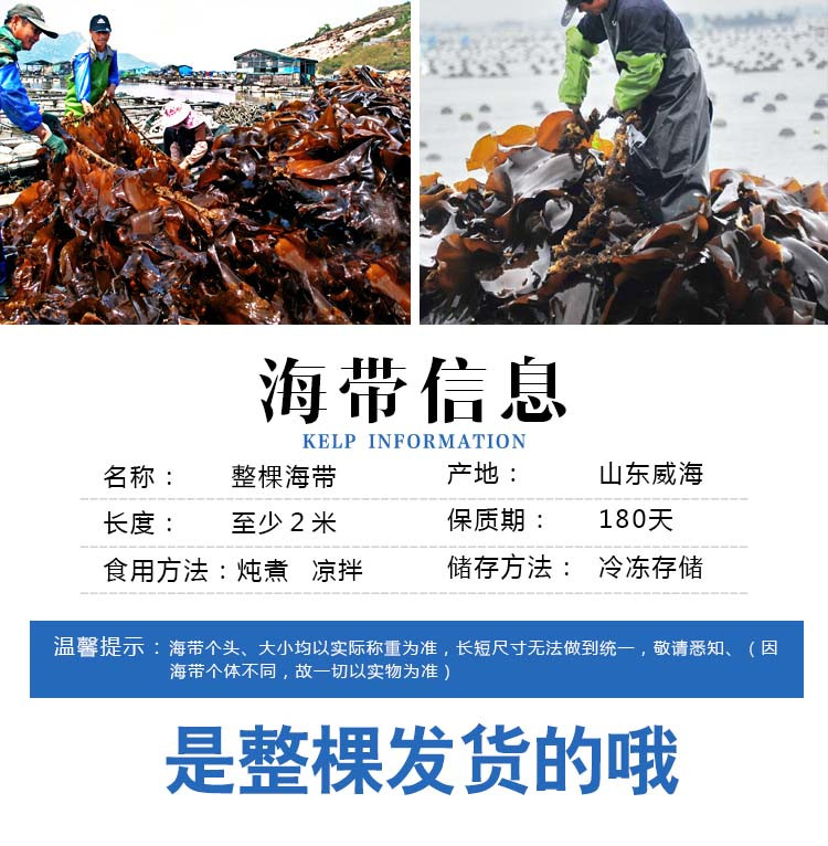 【威海馆】盐渍整颗大海带2500g（偏远地区不包邮）