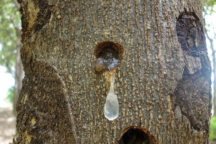 【山生万物】天然野生雪燕 正品云南植物拉丝雪燕50g 可搭桃胶皂角米食用 包邮