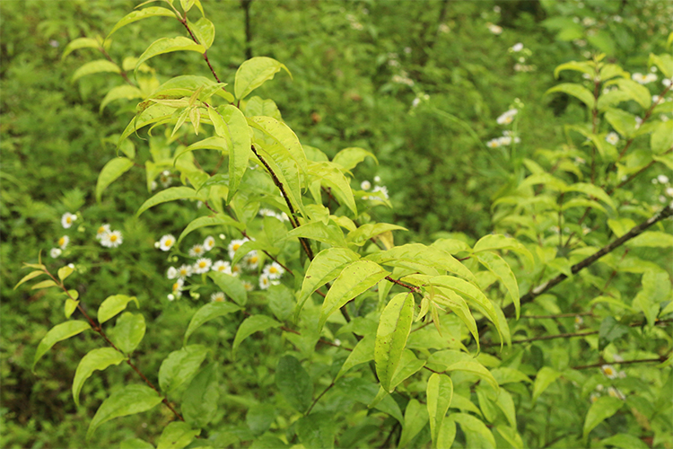 【山生万物】野生大叶苦丁茶50gx2包 遵义特产散茶叶 2017新茶