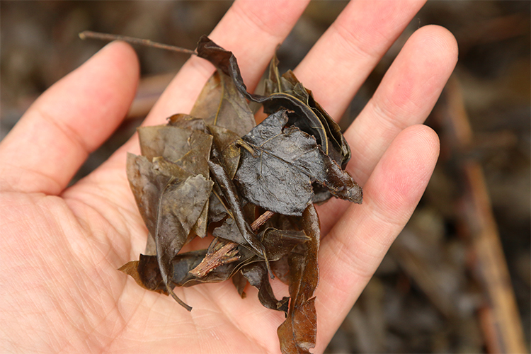 【山生万物】野生大叶苦丁茶50gx2包 遵义特产散茶叶 2017新茶