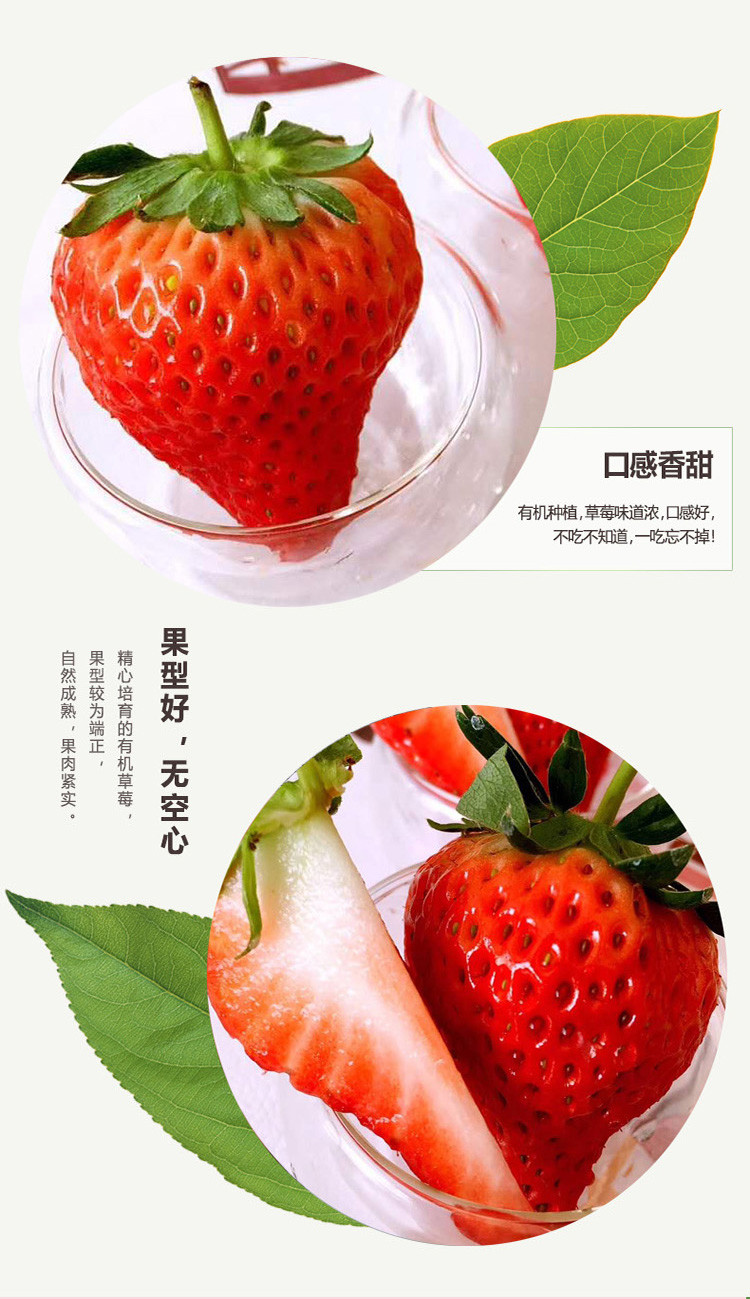 【丹东凤城馆】草莓  丹东茅草屋有机草莓孕妇儿童可食用有机水果新鲜采摘2.5斤