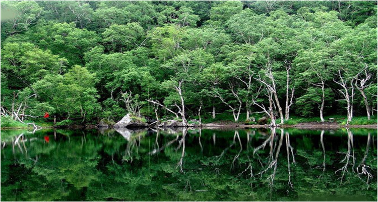 【铁岭/调兵山】大连桑地洋槐蜂蜜1100g正品玻璃瓶蜂蜜纯天然农家自产洋槐蜜