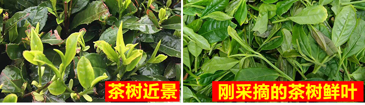 【青岛馆】姜丰寿 正宗崂山绿茶扁茶2018新茶特级春茶125g炒青青岛特产茶叶