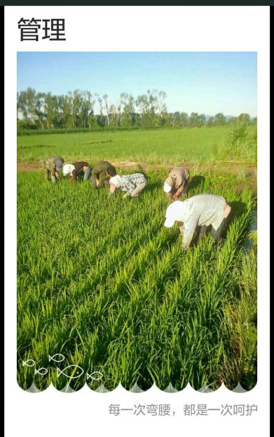 裕禾翎 YOUNG RUNNING 保真五常稻花香大米2.5kg   贡米产区 一年一季 古法种植