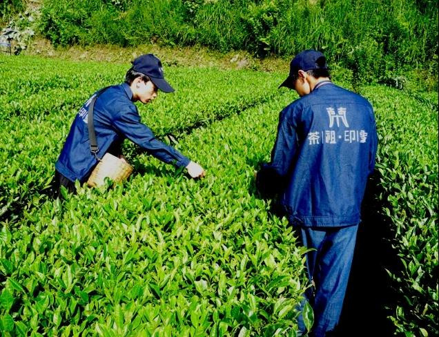 （邮三湘）茶陵县  茶祖 三湘红 红茶 (十杯一盒）