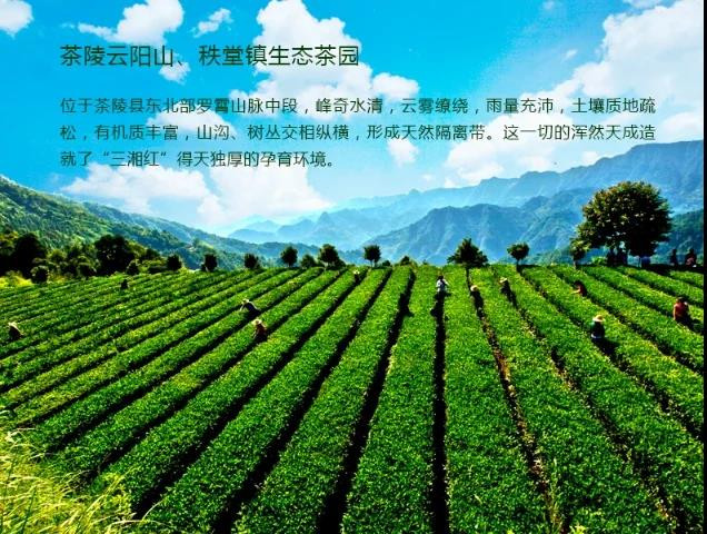 （邮三湘）茶陵县  茶祖 四水绿 绿茶(十杯一盒）