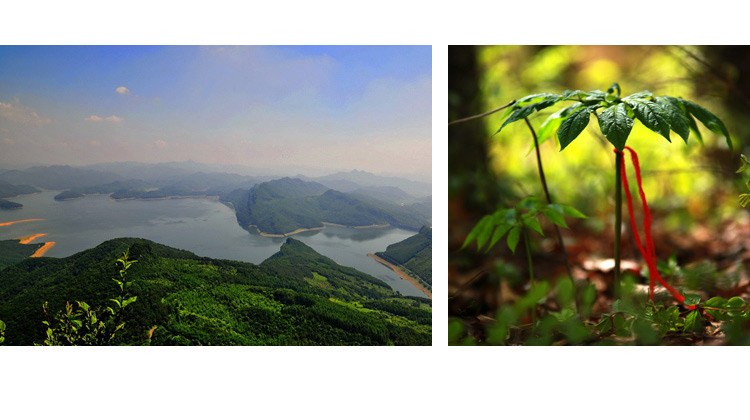 【本溪馆】谷程东北特产东北山参东北白参生晒参煲汤参泡酒滋补50g