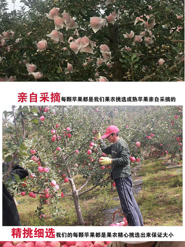 宁福吉 山东烟台红富士苹果 农家新鲜脆甜水果3斤装 75mm红富士定制批发