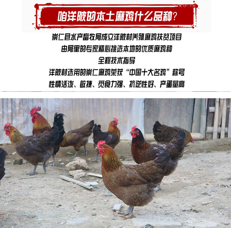 【 崇仁邮政惠农惠民超市】崇仁特产正宗农家土鸡蛋野外散养天然崇仁麻鸡蛋特产新鲜柴鸡蛋笨鸡蛋【限崇仁】