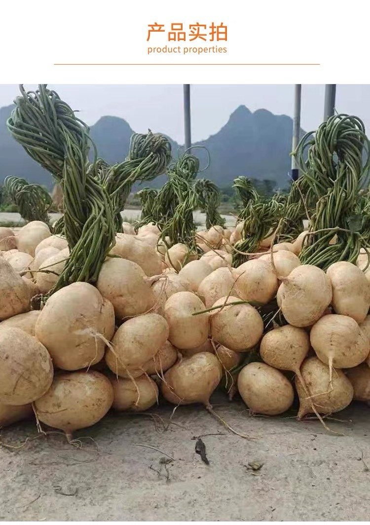 邮鲜生 现挖凉薯新鲜钟山张屋村土瓜红土豆薯农家白地瓜葛根番薯山芋